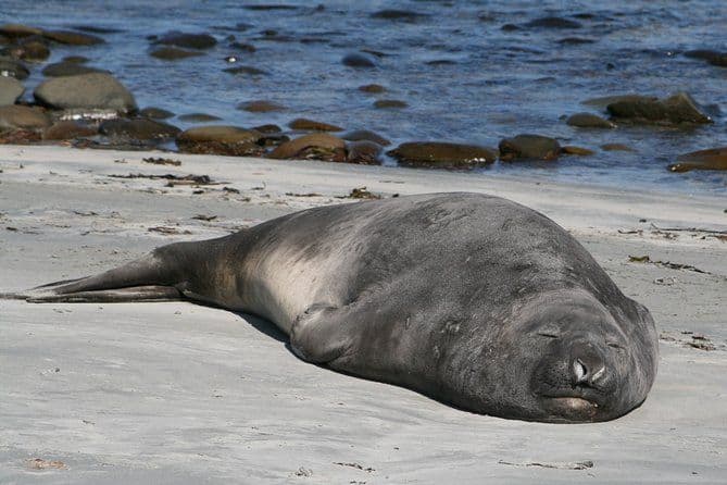 Pingouins, éléphants de mer et attractions de la ville aux îles Falkland