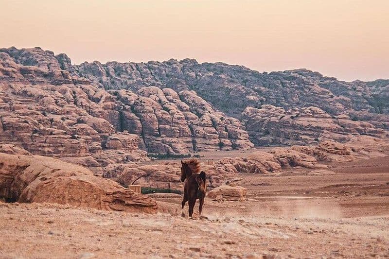 Aventure à cheval de 3 heures dans la région de Petra