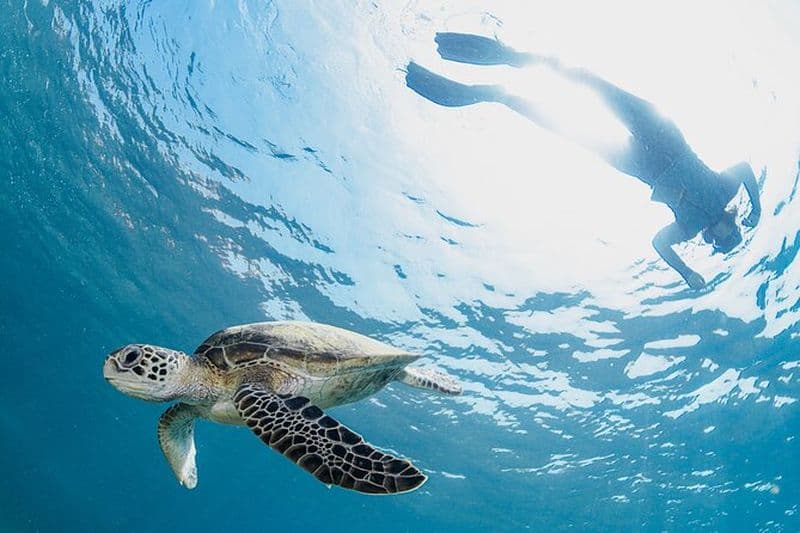 Billet Excursion en apnée à Mascate aux îles Daymaniyat avec déjeuner barbecue