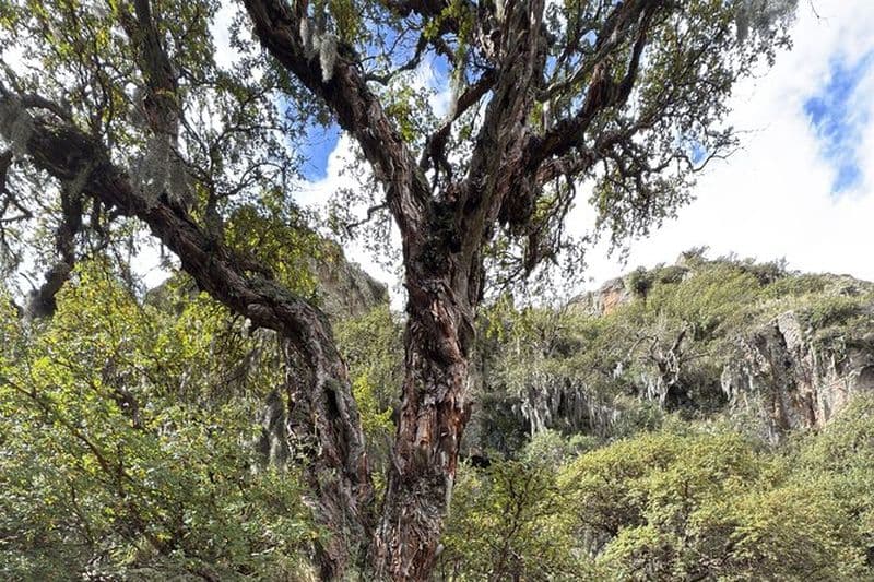 Cordoue : Randonnée à travers la forêt indigène de Tabaquillo et la cascade