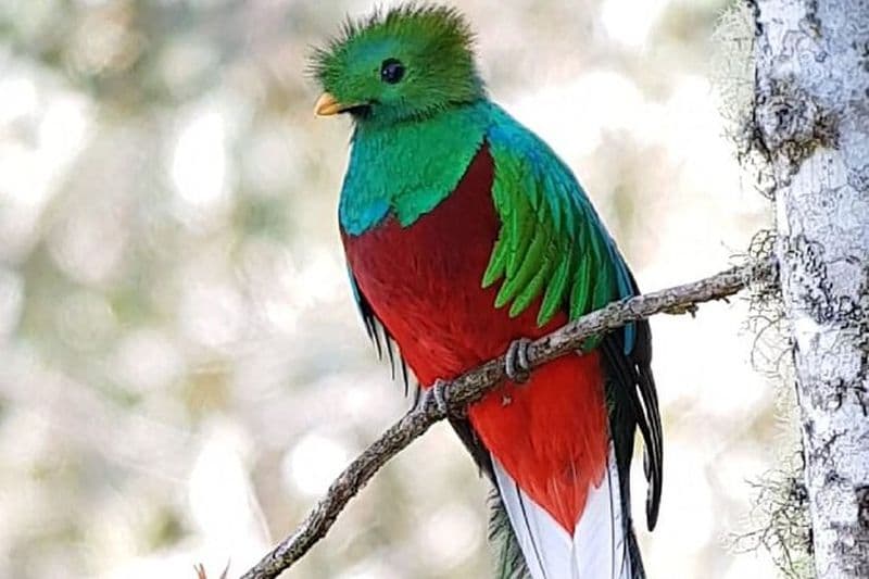 Excursion privée d'observation des oiseaux dans la forêt nuageuse, Coronado, San José