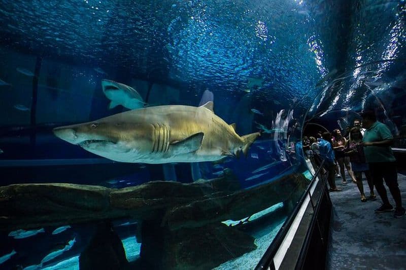 Billet Musée de Demain, AquaRio & Boulevard Olympique à Rio de Janeiro