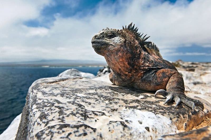 Excursion de 4 jours aux îles Galapagos : Isabela, excursions en bateau et transfert aéroport
