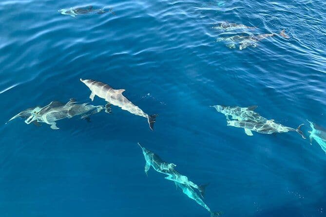 Visites des dauphins à Fuerteventura