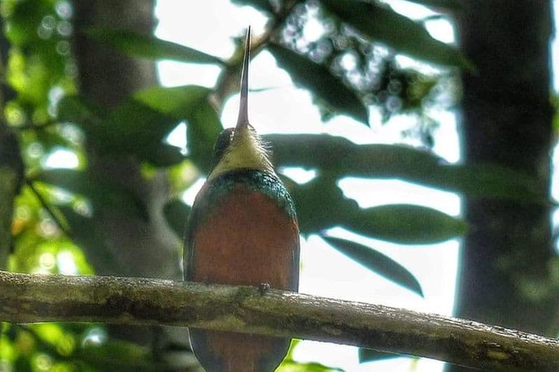 Billet Observation des oiseaux, chute d'eau, forêt tropicale et visites de la nature sur l'île