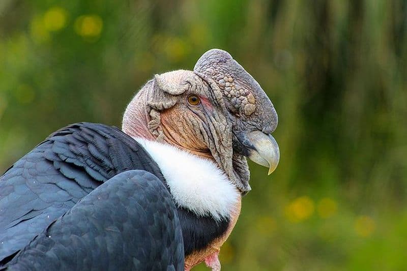 Antisana Volcan Observation des oiseaux et histoire naturelle Condor Tour PRIVATE, tout compris