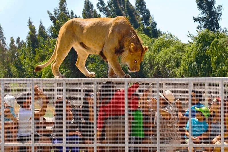 Safari Park, expérience sauvage