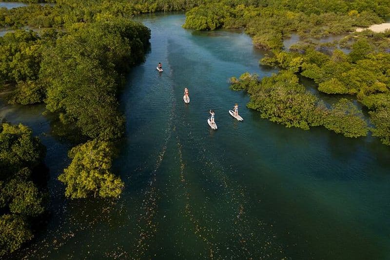Billet Visite guidée unique et mémorable de la mangrove de Zanzibar en SUP ou en kayak