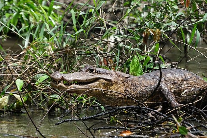 Visite des canaux du parc national de Tortuguero en canoë