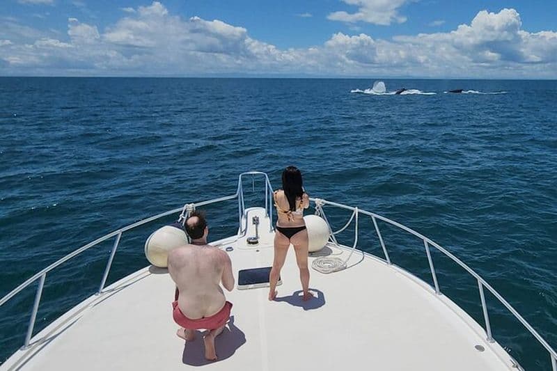 Excursion privée d’observation des baleines – Viking 46ft Yacht | Pearl Islands