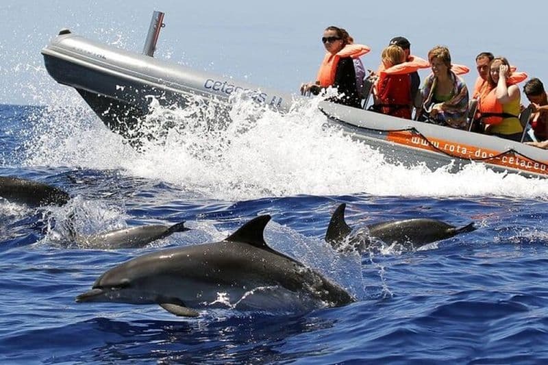 Excursion d'observation des baleines et des dauphins au départ de Funchal