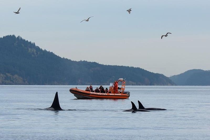 Croisière d'observation des baleines en zodiac à Victoria