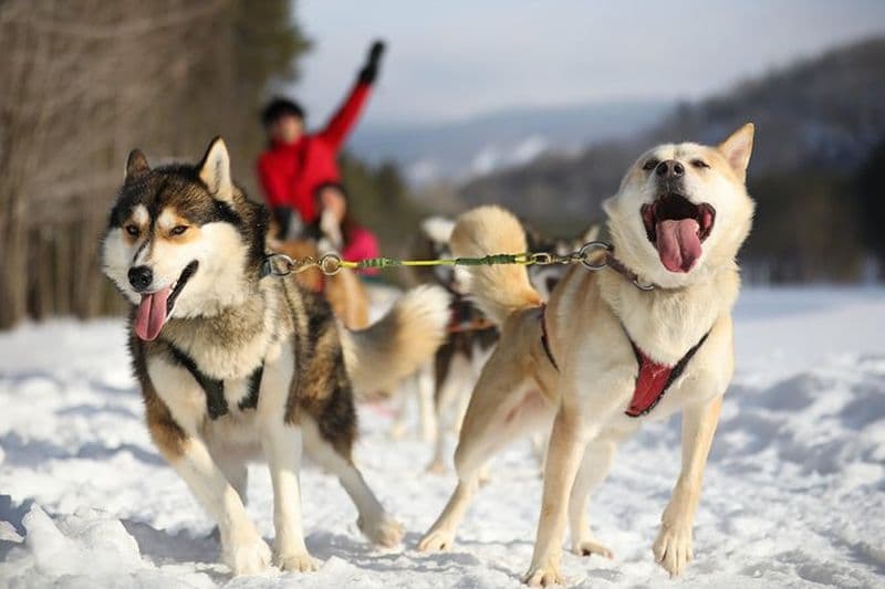 Aventure de traineau à chiens à Mont-Tremblant