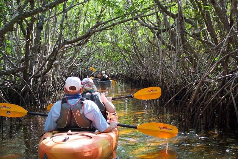 Excursion en kayak en petit groupe aux lamantins et aux tunnels de mangrove