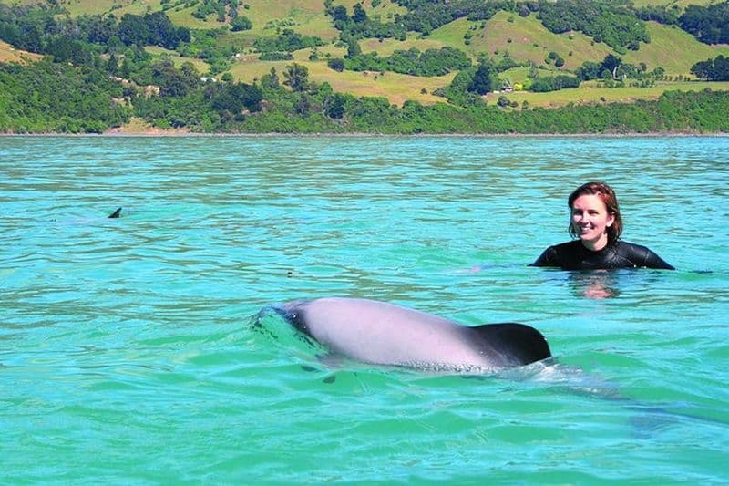Excursion nage avec les dauphins à Akaroa au départ de Christchurch