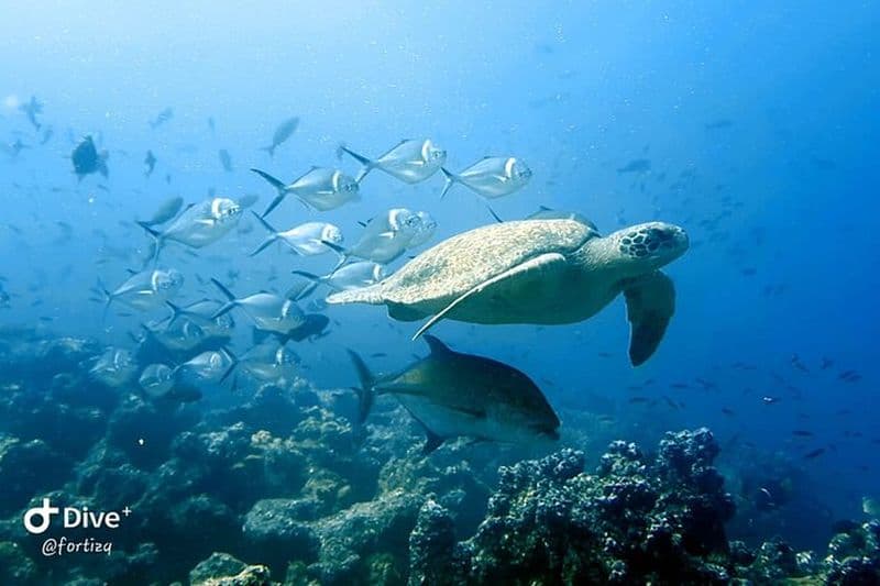 Excursion d'une journée avec tuba à l'île Pinzon et à La Fe