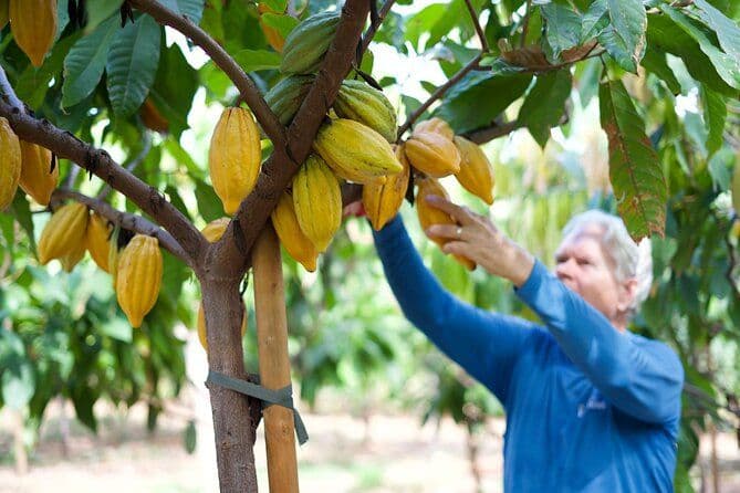 Billet Lahaina: visite guidée et dégustation de la ferme de cacao Maui Ku'ia Estate