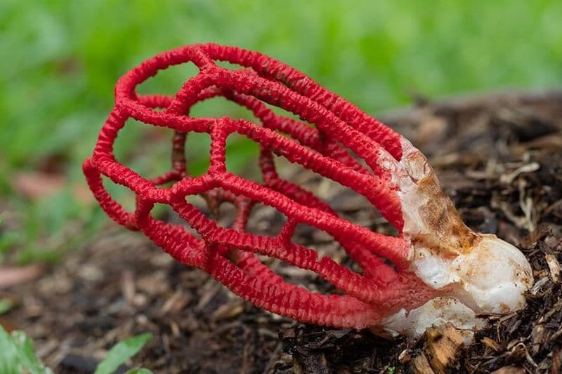 Activité de photographie de champignons de 2 heures dans les jardins botaniques de Cairns