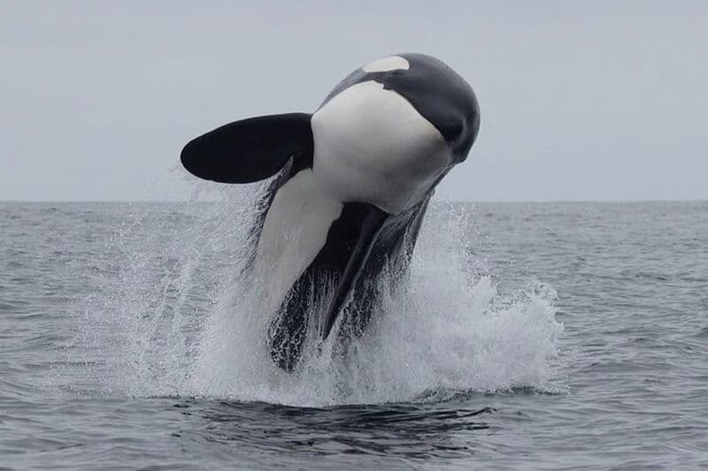 Excursion à la journée au port de Lyttleton 3 options pour les voyageurs de croisière