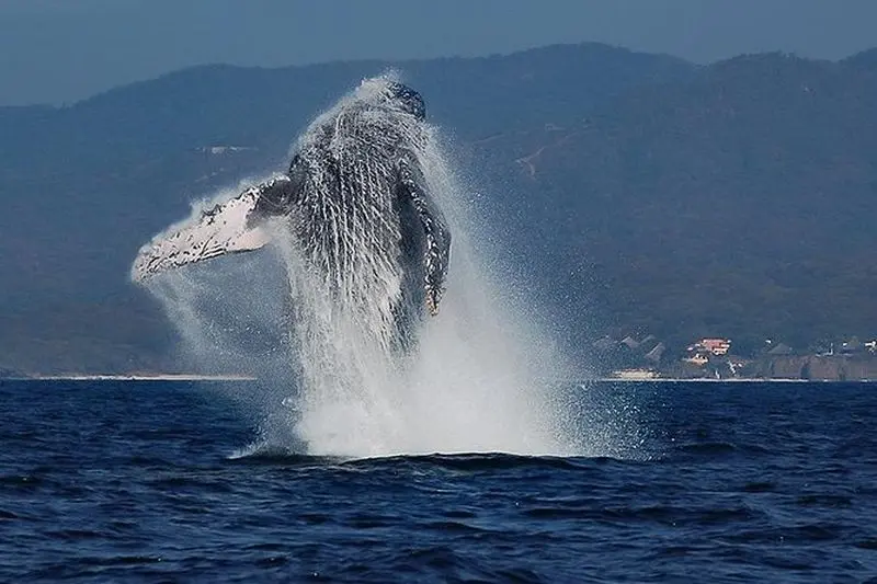 Observation des baleines et des dauphins avec un biologiste à Puerto Vallarta