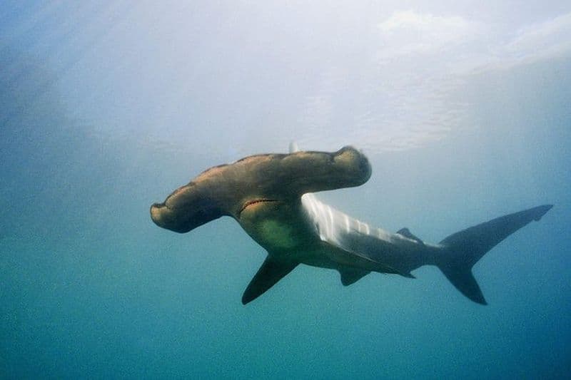 Journée complète de plongée sous-marine: Expérience Hammerhead de Warkworth