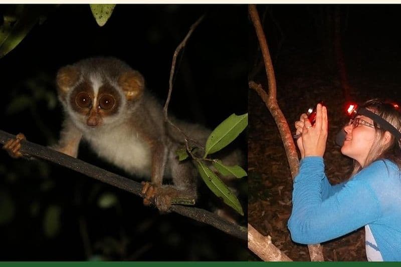 Randonnée nocturne pour voir des Loris insaisissables et rares à Sigiriya