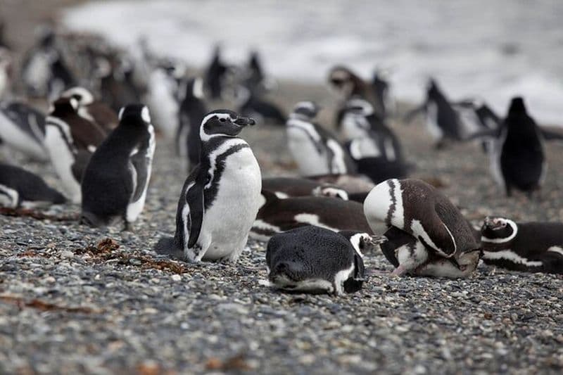 Promenade en bateau d'une demi-journée à la colonie de pingouins depuis Ushuaia