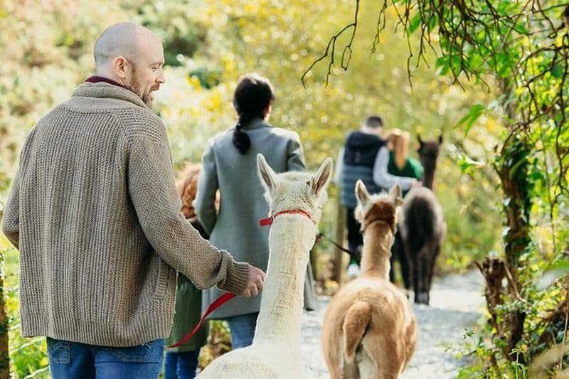 Expérience guidée de randonnée panoramique en alpaga en Irlande du Nord