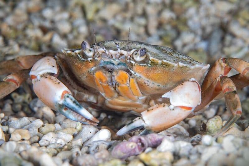 Essayez la plongée sous-marine à Galway, en Irlande