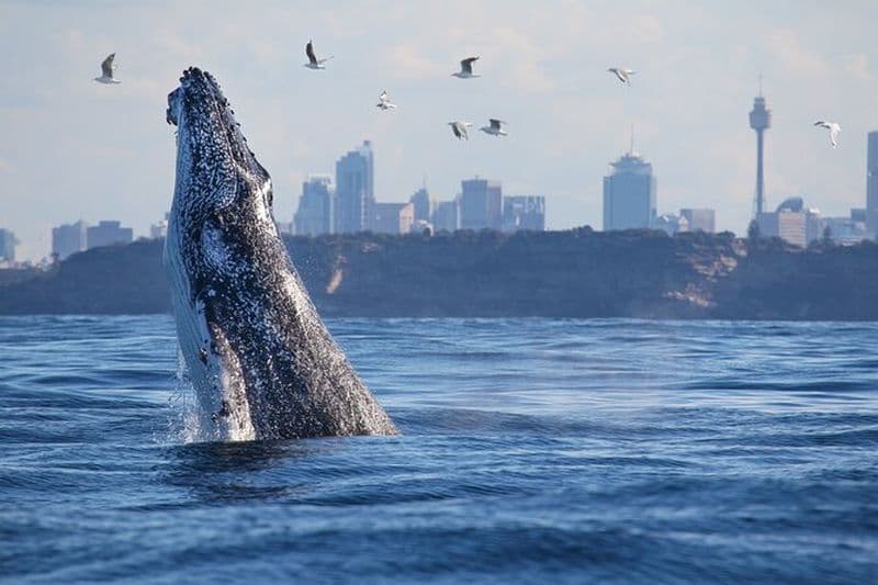Le nec plus ultra des croisières d'observation de baleines au départ de Circular Quay ou de Darling Harbour