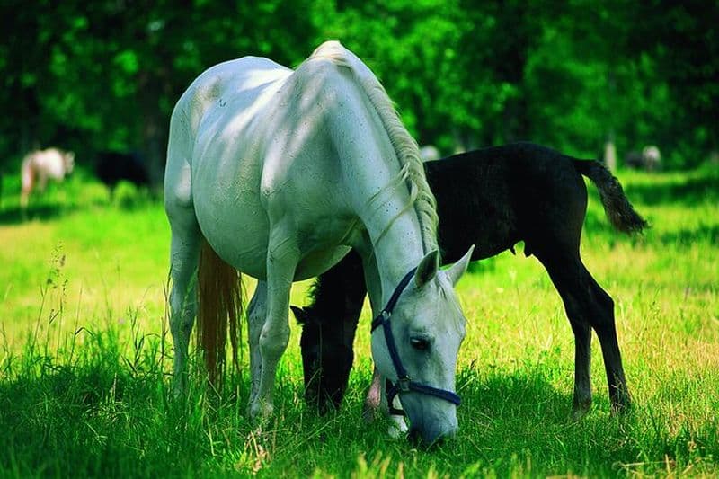 Le berceau des chevaux Lipizzaner - Excursion d'une demi-journée au départ de Ljubljana