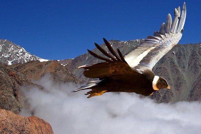 Billet Excursion privée d'une demi-journée dans le Valle Nevado avec fromage et vin neutre en carbone