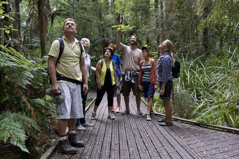 Excursion en bord de mer Bay of Islands : visite guidée à pied dans la forêt tropicale de Puketi