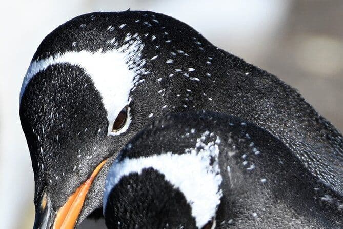 Promenade avec les pingouins aux îles Malouines à Berthas Beach