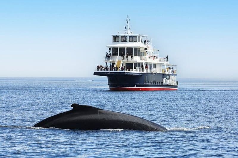Tadoussac/Charlevoix: Excursion d'observation des baleines