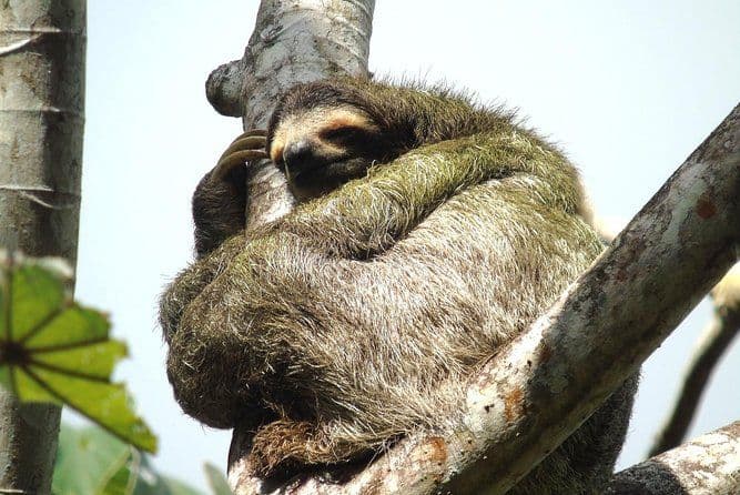 Expansion du canal Agua Clara, safari dans la forêt tropicale et fort de San Lorenzo