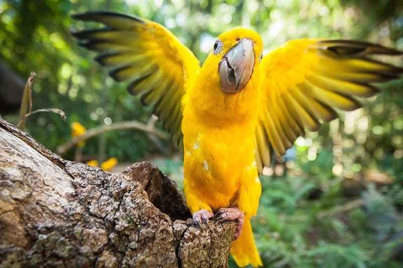 Parc des oiseaux et côté brésilien d'Iguassu - Visite privée