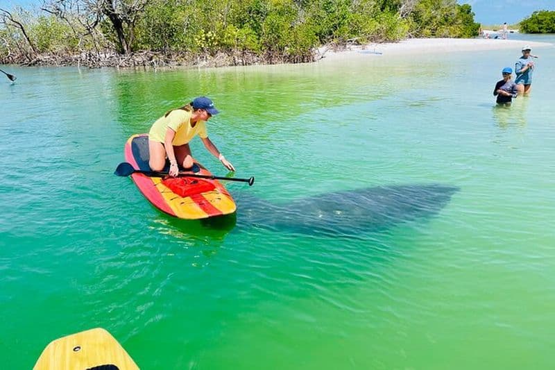 Billet Aventure avec les dauphins et les lamantins à Fort Myers