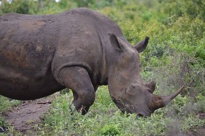 Safari et excursion d'une journée au village de PheZulu Village au départ de Durban
