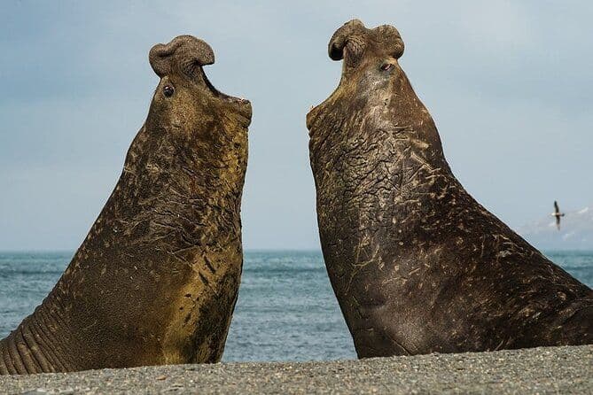 Whale Point pour voir des pingouins et des éléphants de mer