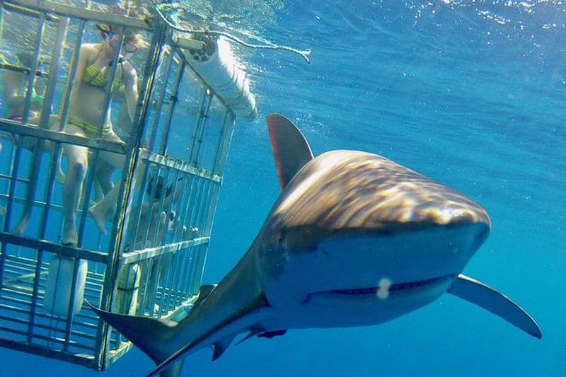 Billet Plongée avec les requins à Oahu