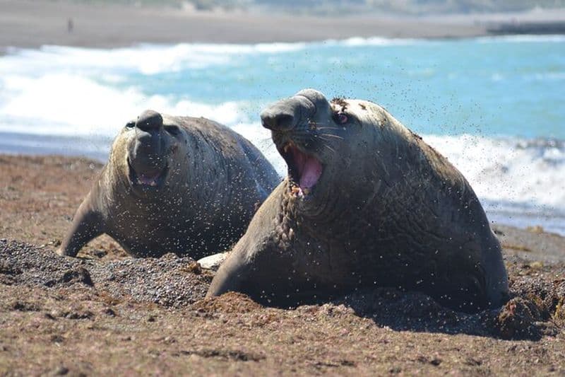 Excursion sur la péninsule de Valdés avec observation des baleines incluse