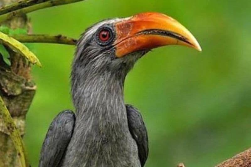 Promenade guidée des oiseaux à Thattekad.