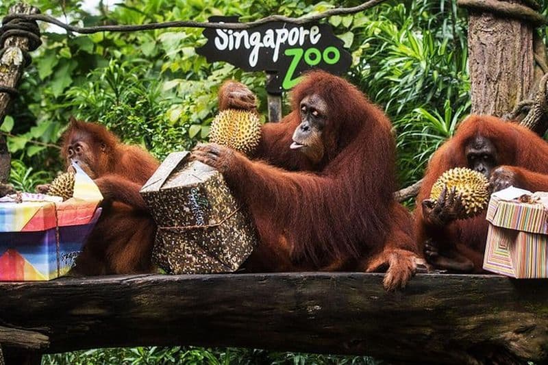 Journée complète au paradis des oiseaux et au zoo de Singapour (billet et transfert)