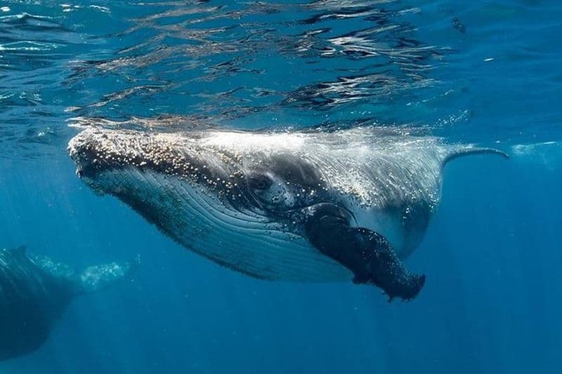 Nager avec les baleines à bosse - Récif de Ningaloo - Plongée aux requins baleines aux 3 îles