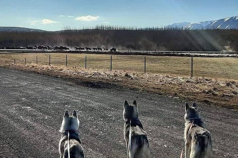 Billet Randonnée avec Husky à Akureyri (privé)
