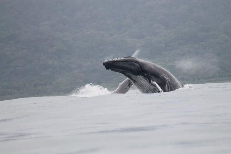 Observation des baleines et des dauphins depuis Uvita