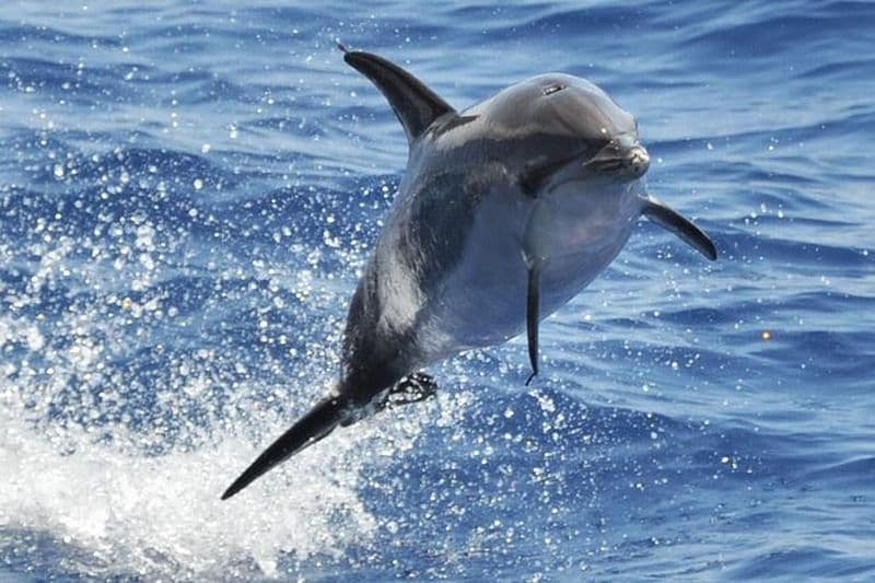 Croisière avec les dauphins et les baleines à Porto Rico, Gran Canaria
