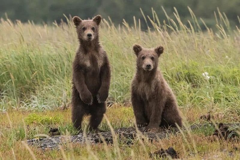 Randonnée d'observation des ours dans les Hautes Tatras au départ de Podbanske Slovaquie