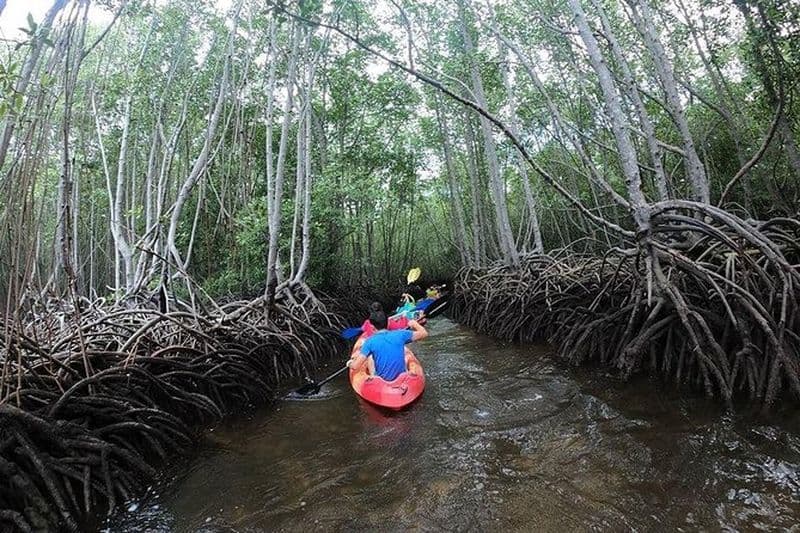 Billet Excursion d'une heure dans la mangrove depuis Lembongan en kayak, en pagaie ou en bateau